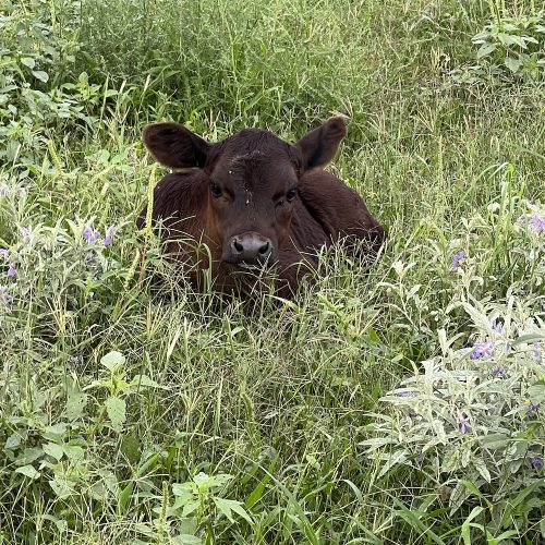 beef on cathys ranch