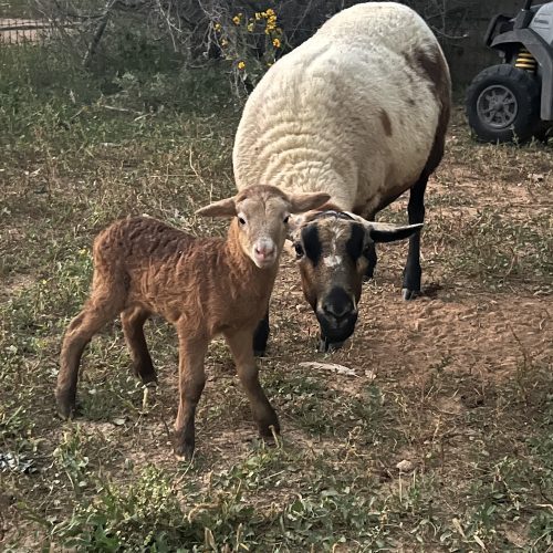 ranch sheep